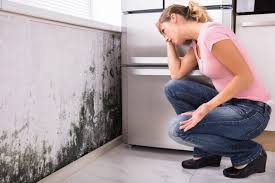 Best Mold Damage Restoration  in Pablo, MT